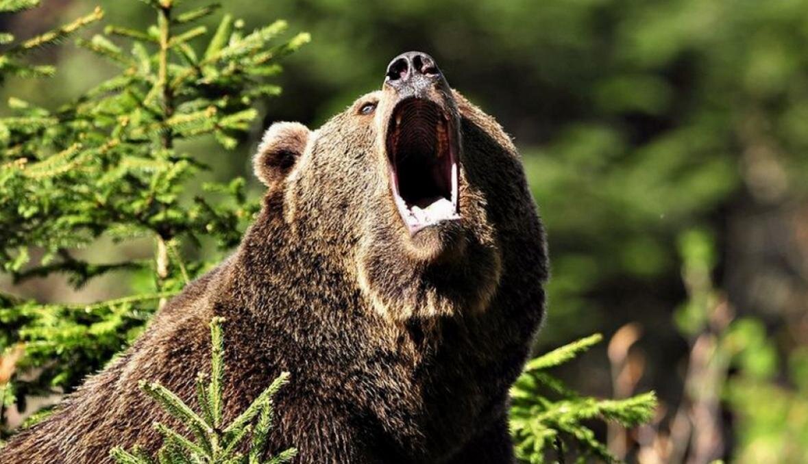 Яндекс. Картинки.