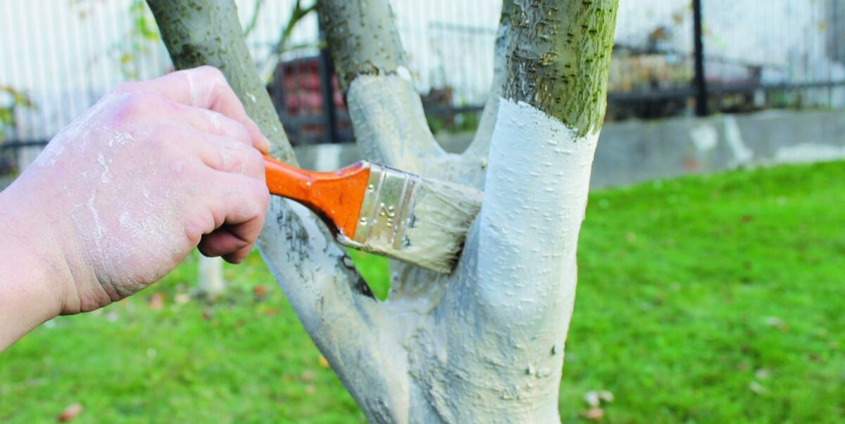 Побелка ствола 