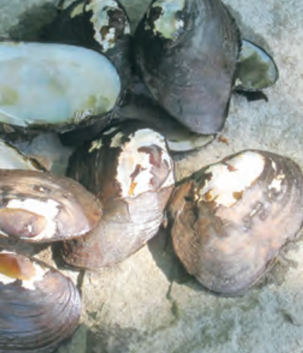 Такие пресноводные мидии были случайным пунктом в меню скалистого приюта. Их все еще можно найти во многих  массачусетских ручьях и рек. Эти были собраны на реке Коннектикут