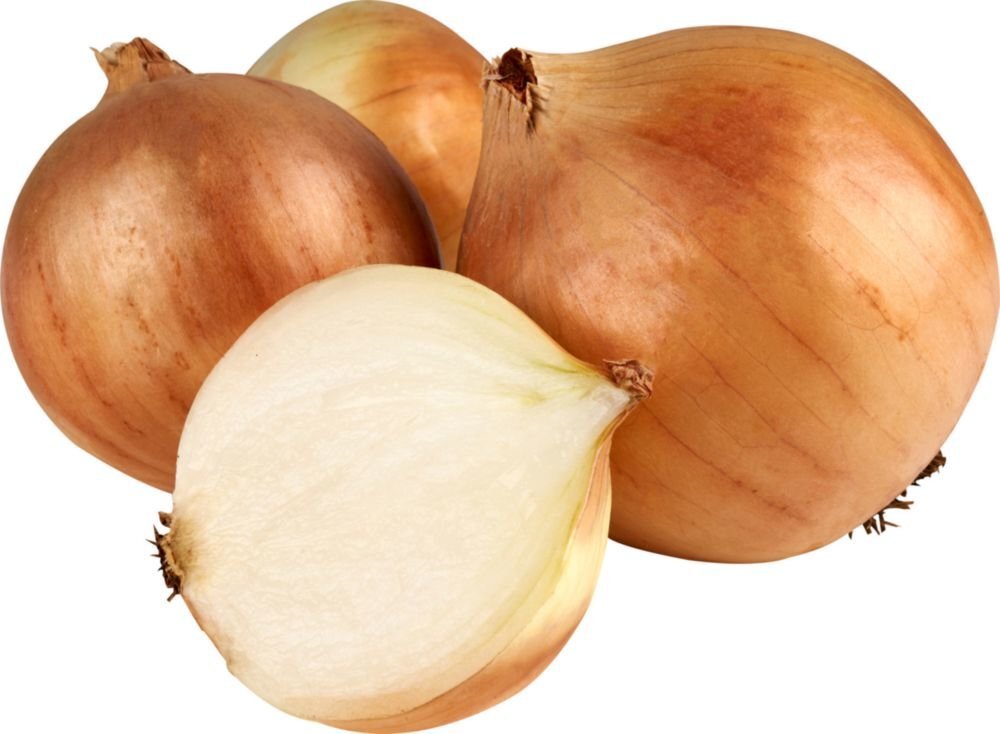 обычный репчатый лук