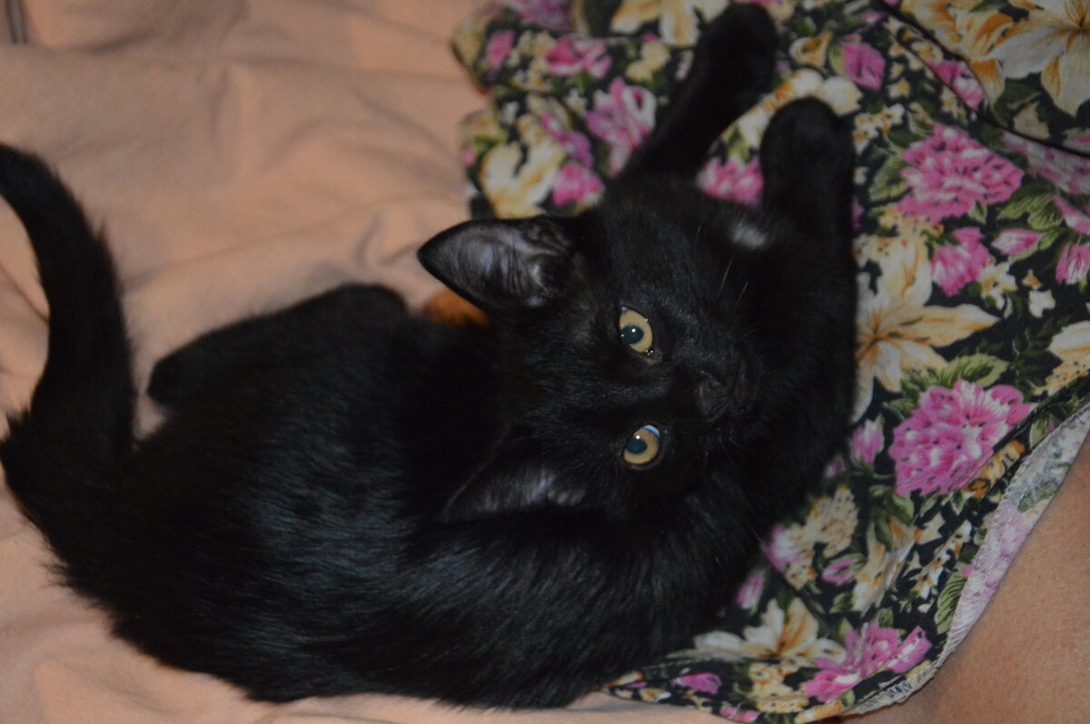 Котёнок привыкает к хозяйке