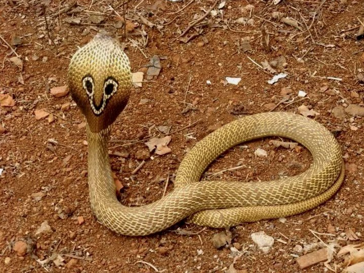 Индийская кобра