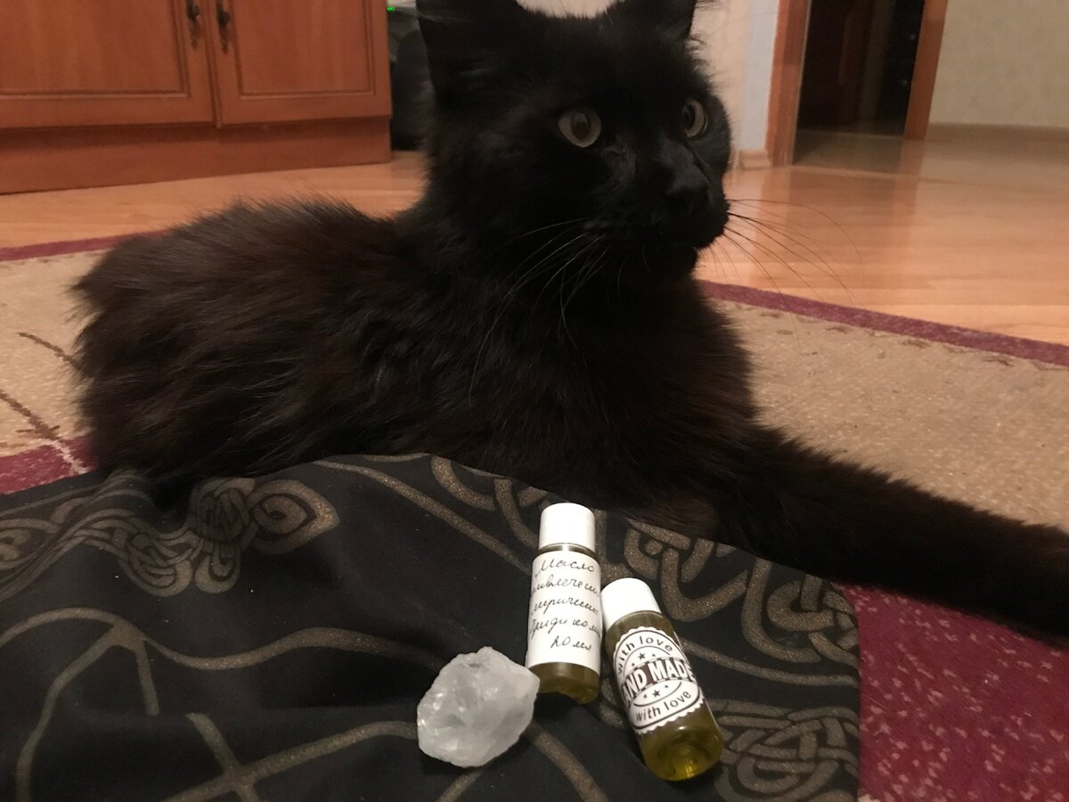 Мой второй кот