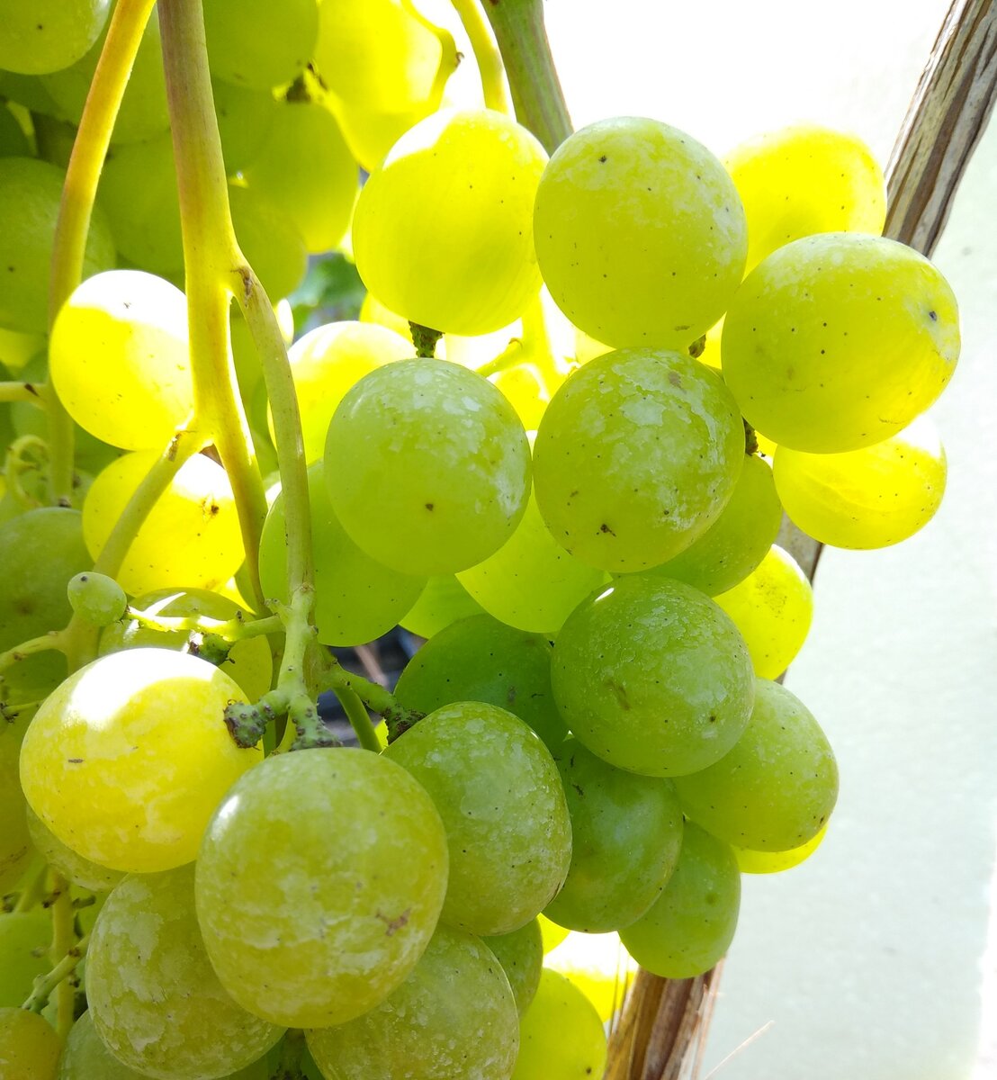 виноград супер экстра отзывы фото