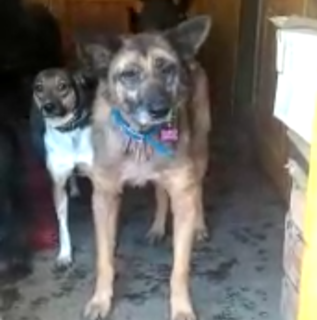 Арчи, приют солнцево