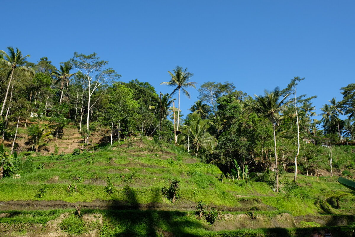 Рисовые террасы недалеко от Убуда