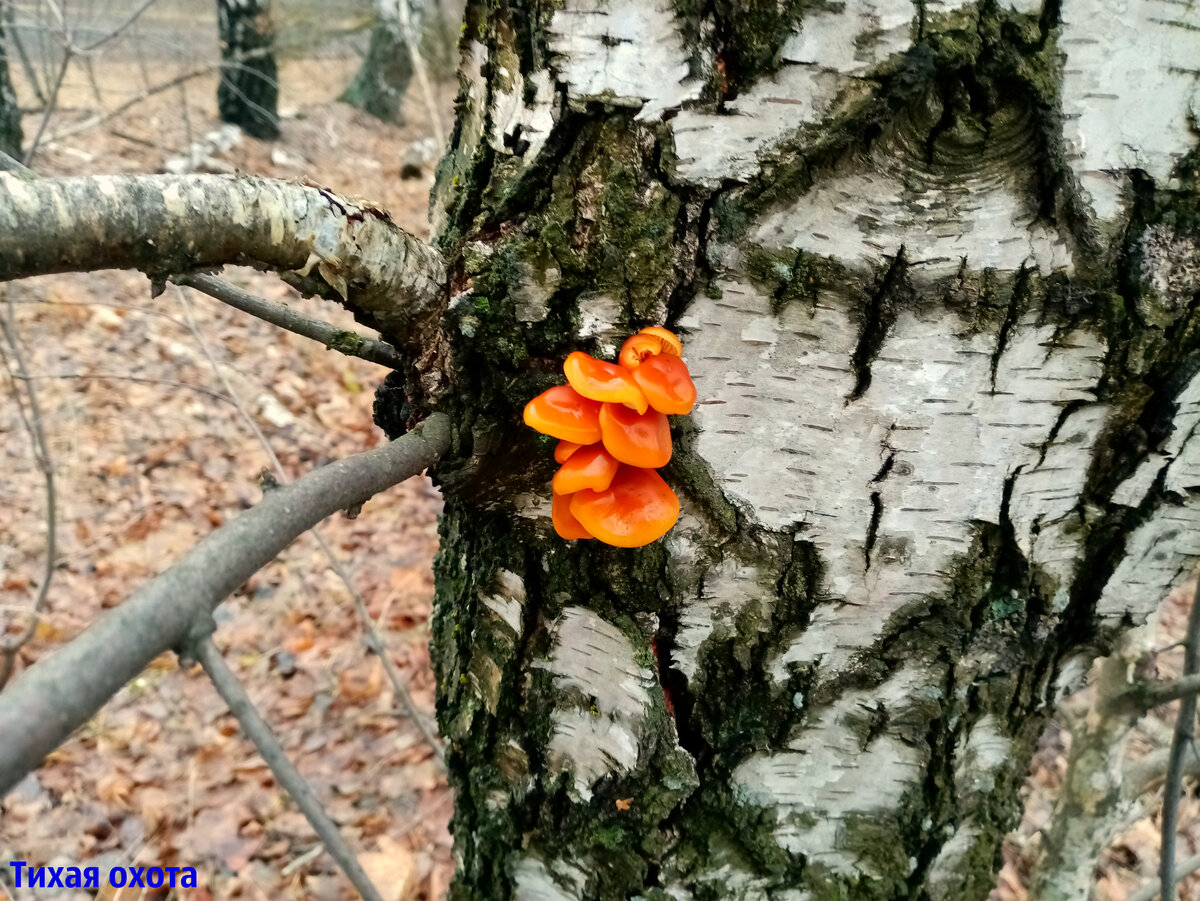 Flammulina velutipes