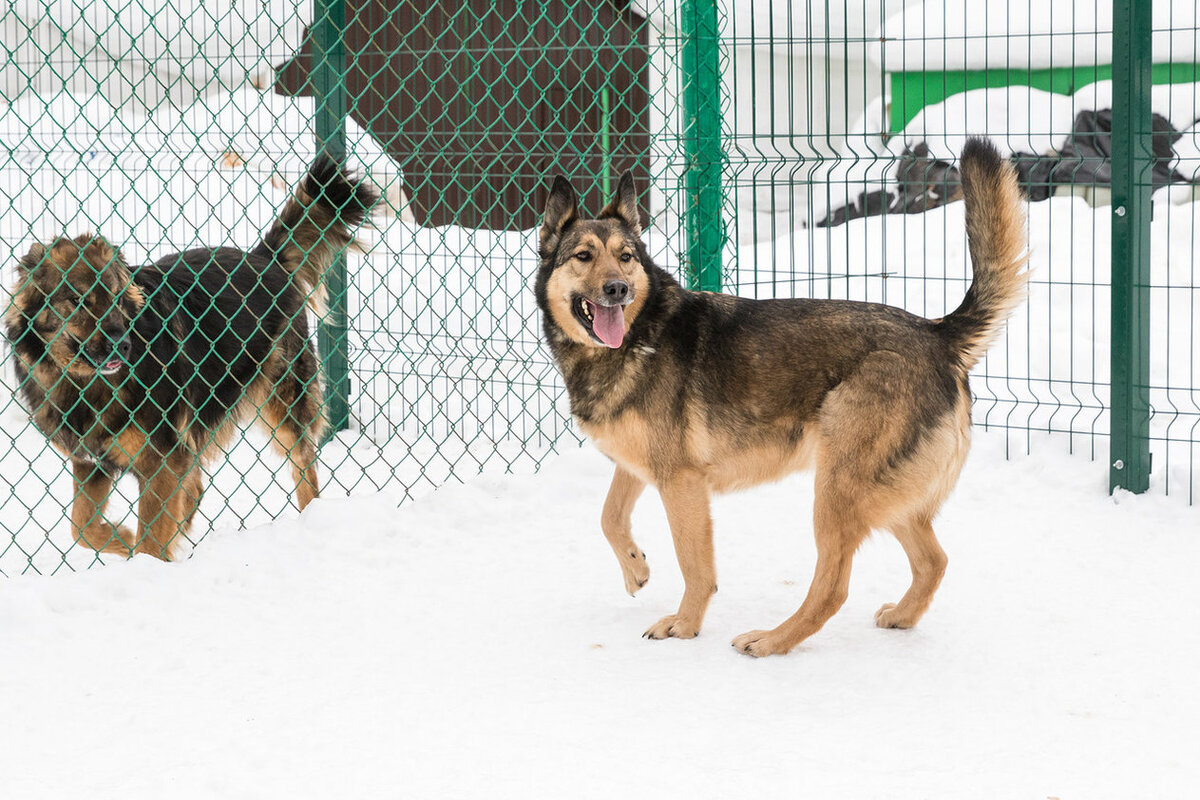 Долли, приют солнцево