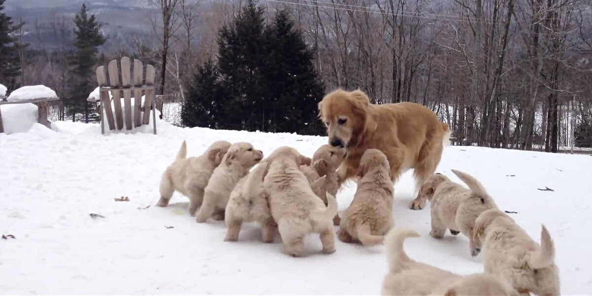 Картинки Яндекс