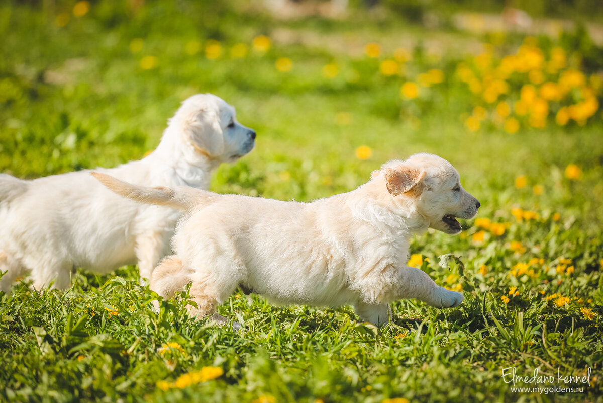 Щенки нашего питомника ))
