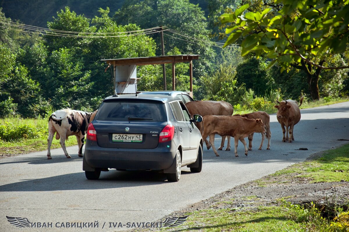 Пробки бывают и в абхазии )) Небольшое, но упрямое стадо коров под предводительством молодого бычка уютно расположилось на дороге. Водитель терпеливо ждал минут 5, потом выскочил с матюками и стал гнать коров. В итоге от бычка он спрятался в машине же.