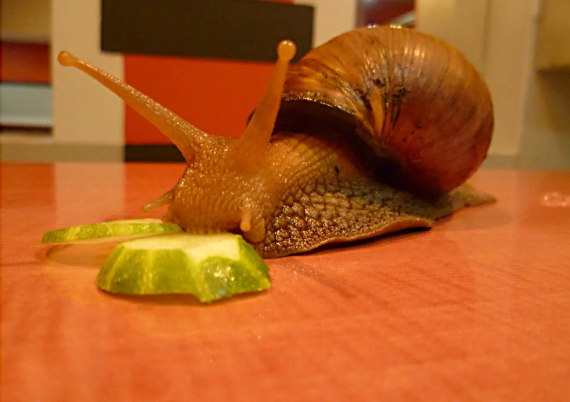 Ахатина фулика (Achatina fulica) | содержание, разведение