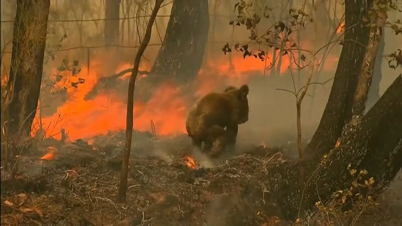 Коала в горящем лесу