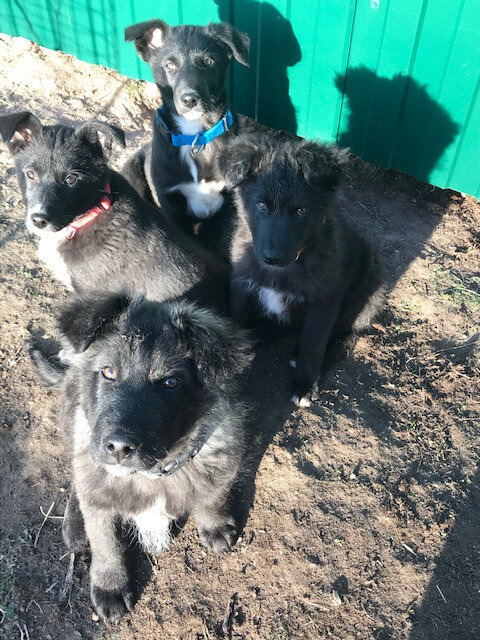 Очень серьезный взгляд у барбосов.