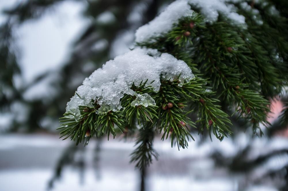 Фото – yandex.ru