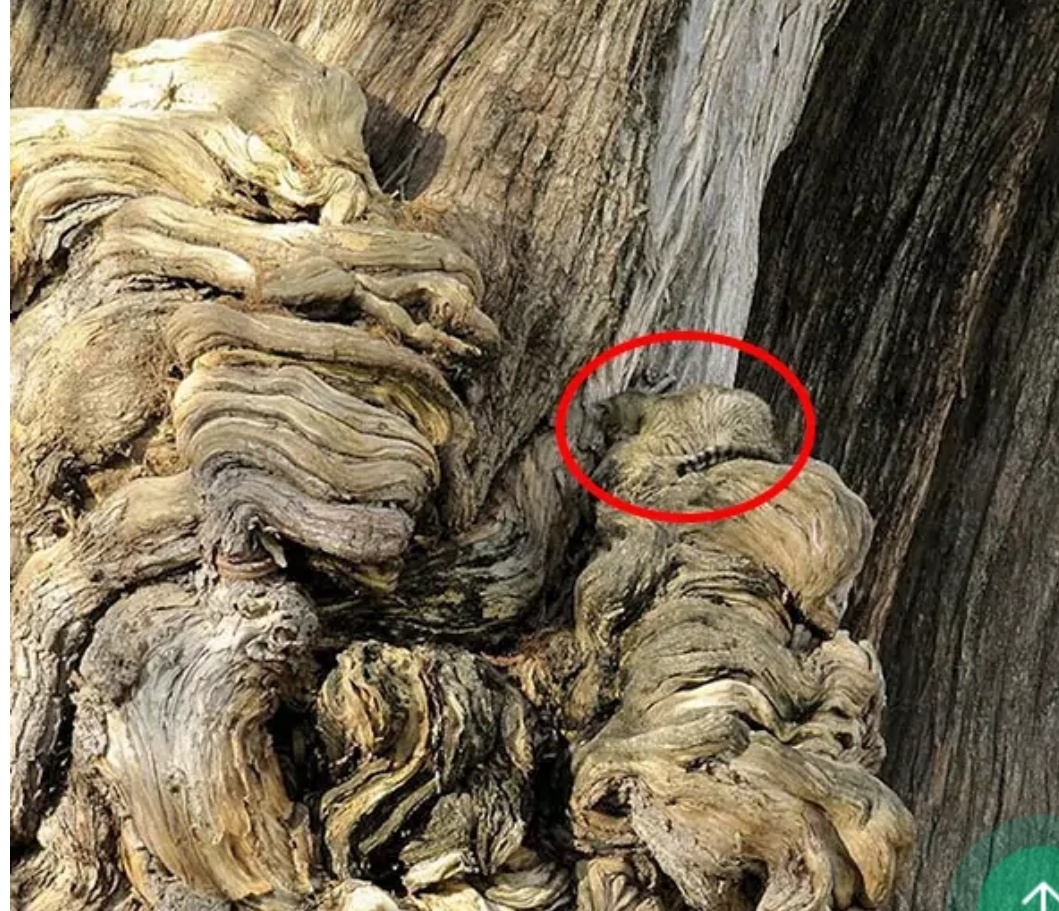 Фото с sm-news.ru