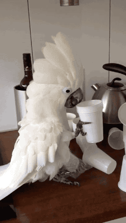 какой умный попугай, сам умеет стаканчики держать и снимать! 