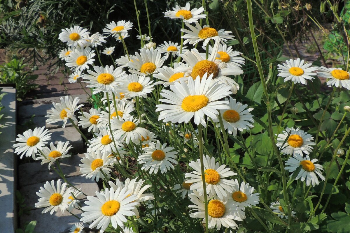 Топ 3 низкорослых Цветов для клумб, которые будут радовать вас Цветением все Лето