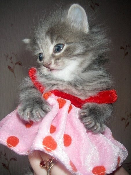 Маленький котёнок