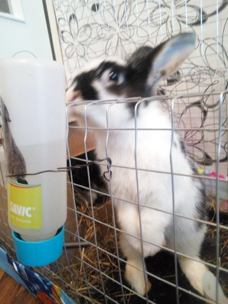 Поилка на 500 мл, уже лучше! Кроликам кстати она больше нравится.