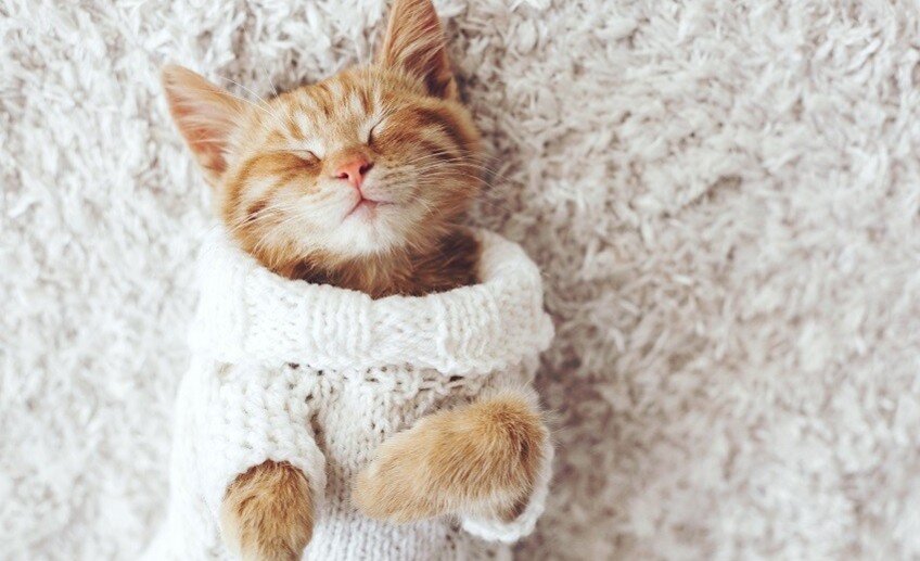 Фото из интернета