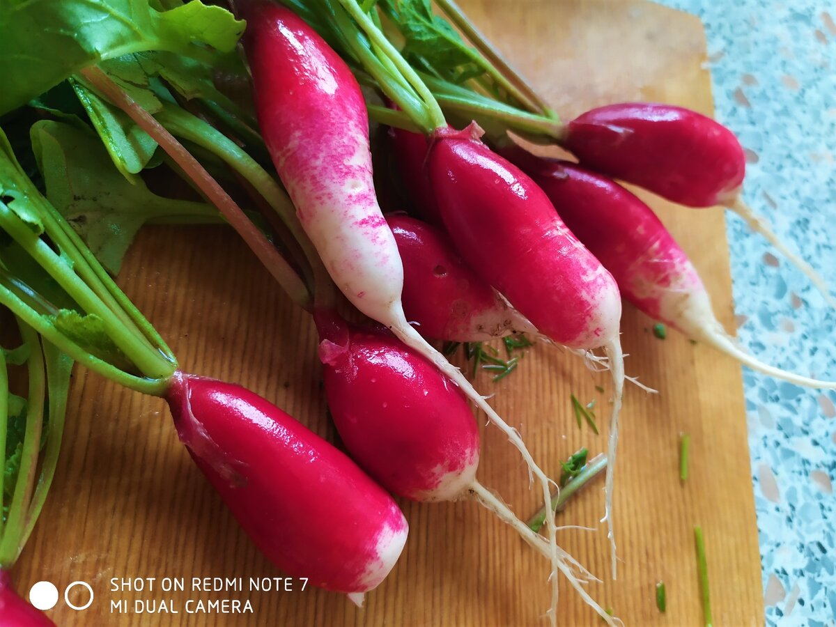 Мой любимый сорт редиса "Французский завтрак"