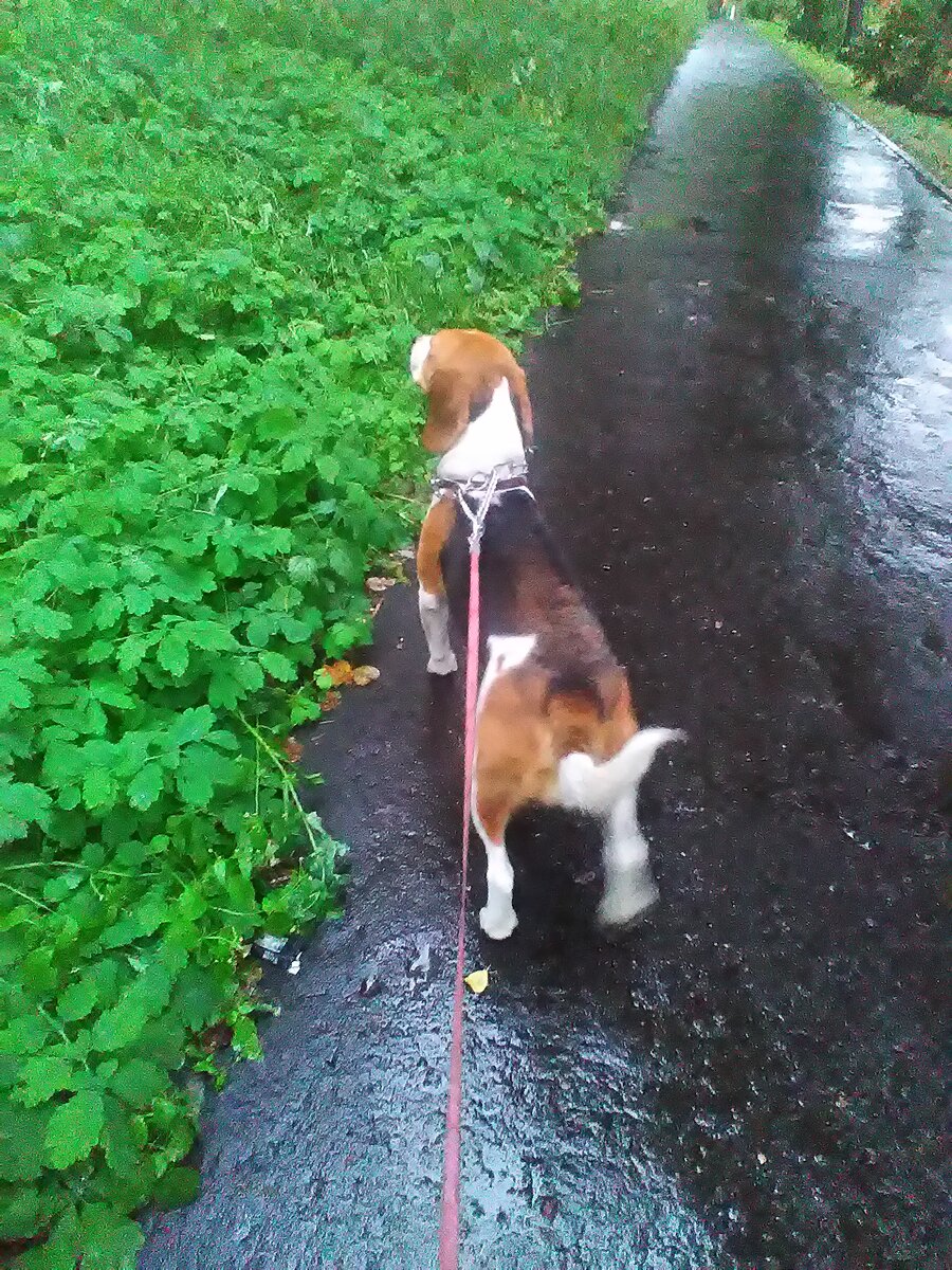 Фото мое. Прогулки на строгом ошейнике не спасают от того, что собака "тянет".
