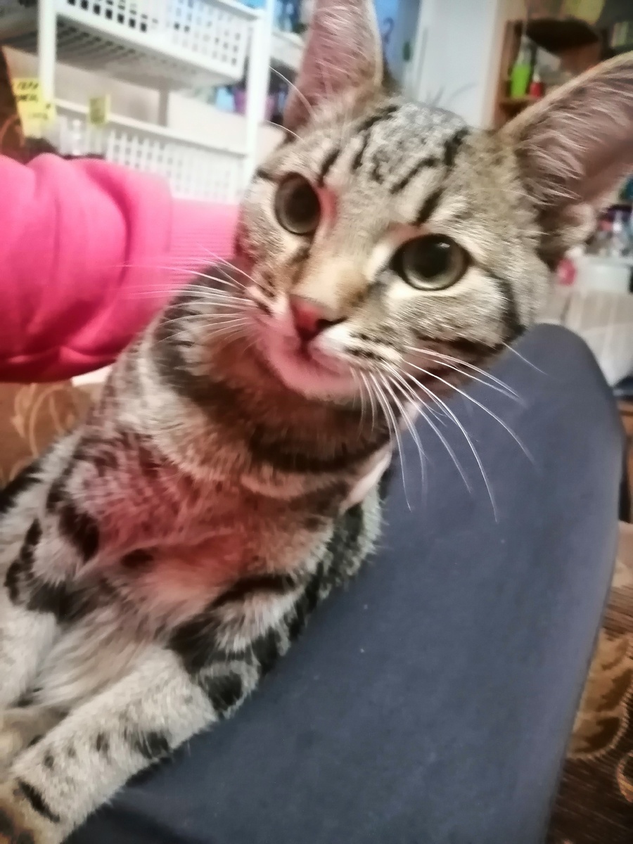 Мой котейка