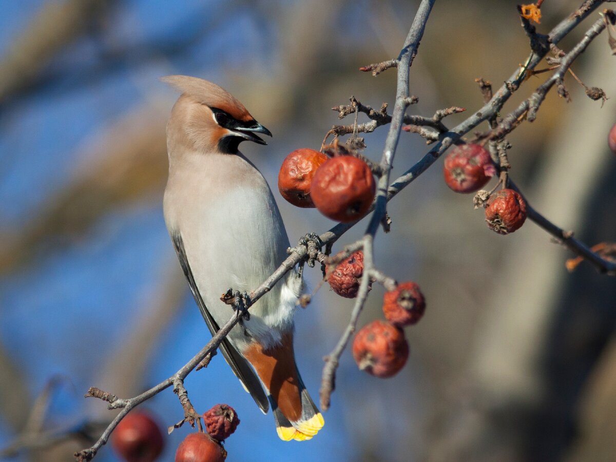 Свиристель (Bombycilla garrulus). Фото автора