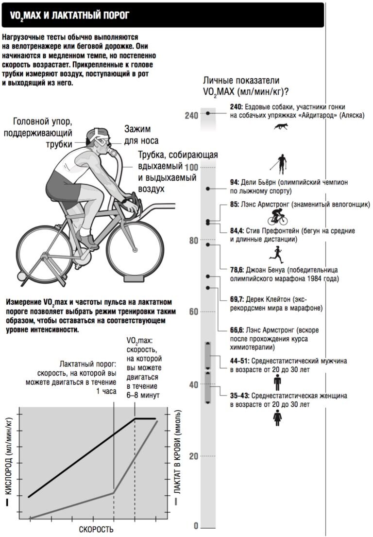 Максимальное потребление кислорода: зачем нужен МПК или VO2max |  Training365.ru | Дзен