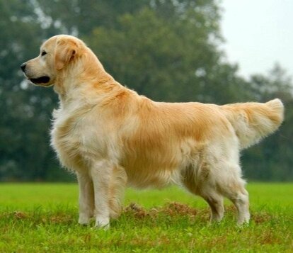 Золотистый ретривер