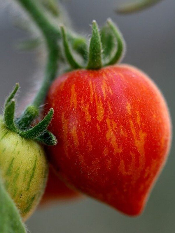 Томат "Фуззи Вуззи" (фото из открытого источника)