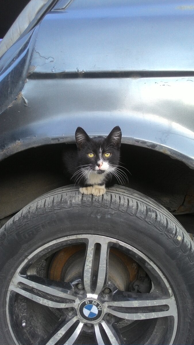 высокий просвет даже котику не тесно ) 