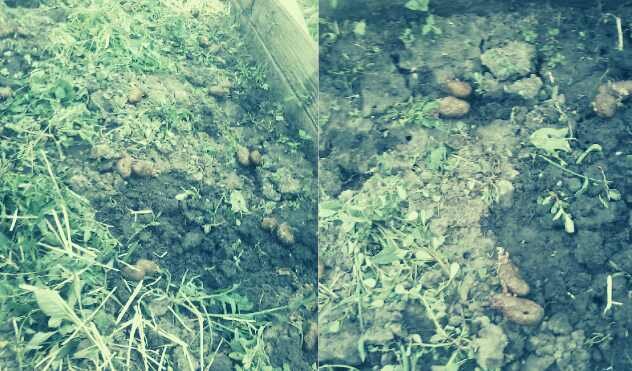 Семена картофеля разложены прямо на землю