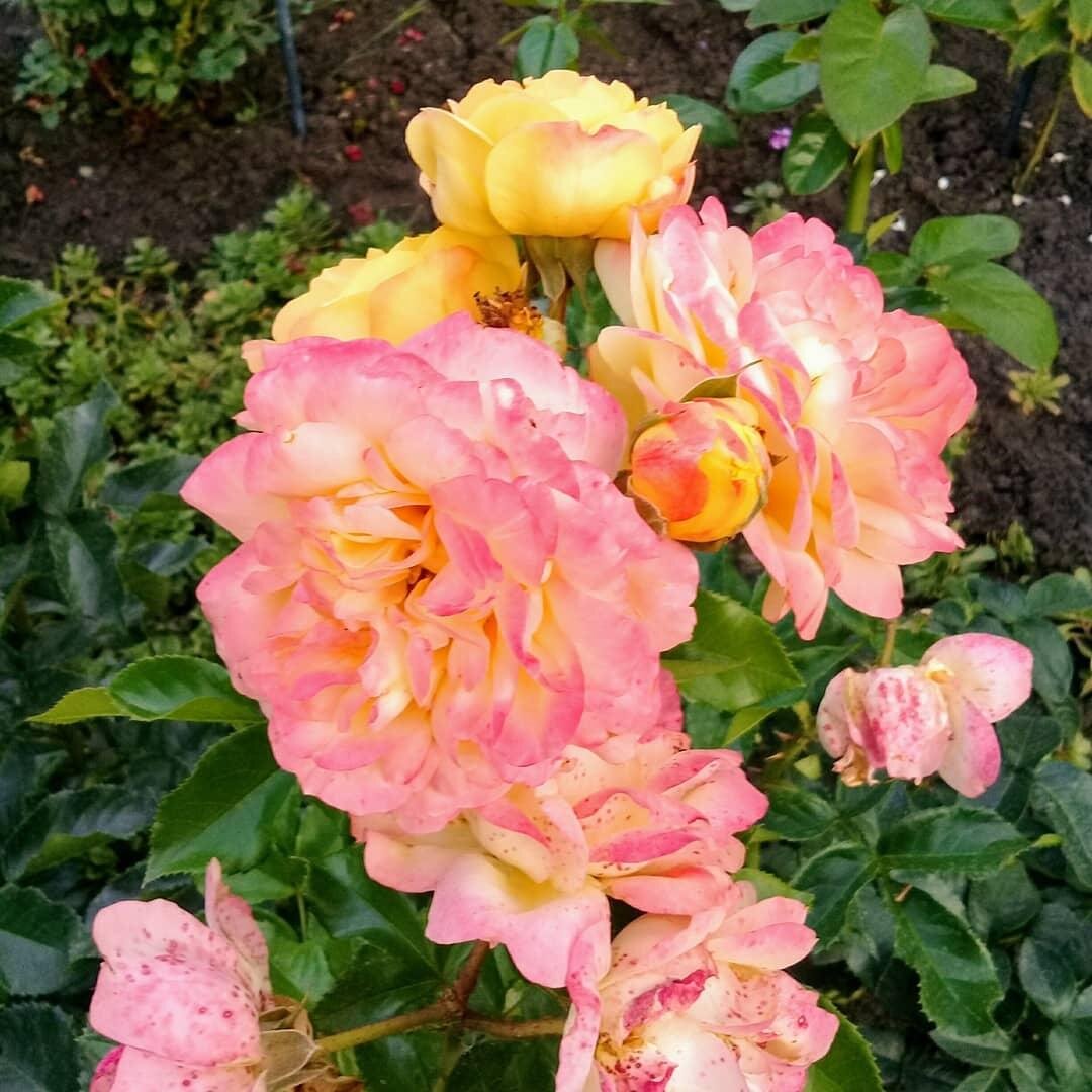 Юрина роза
