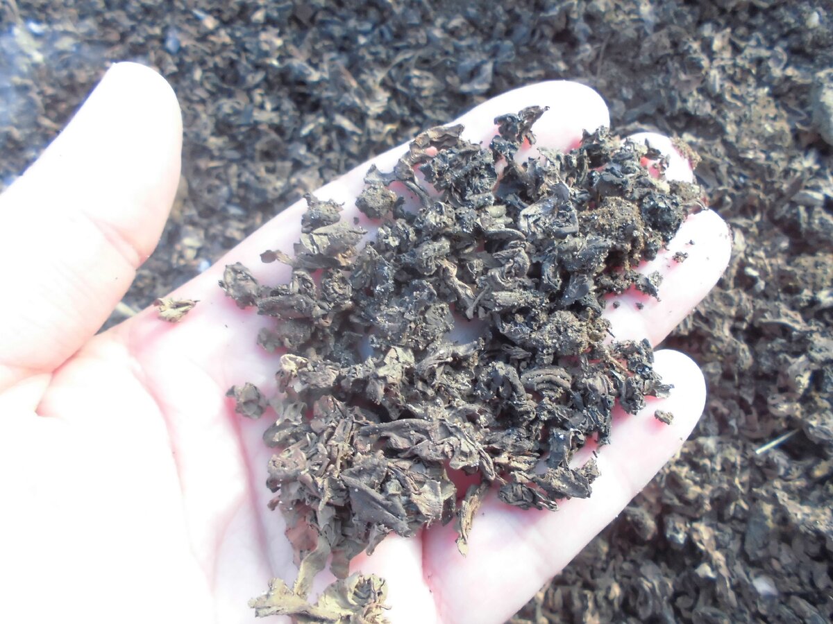 Спитой чай весной этого года. Фото автора.