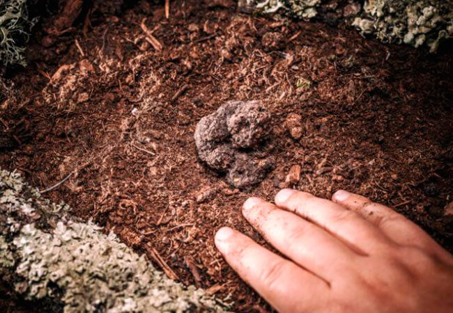 Где растут трюфеля в России