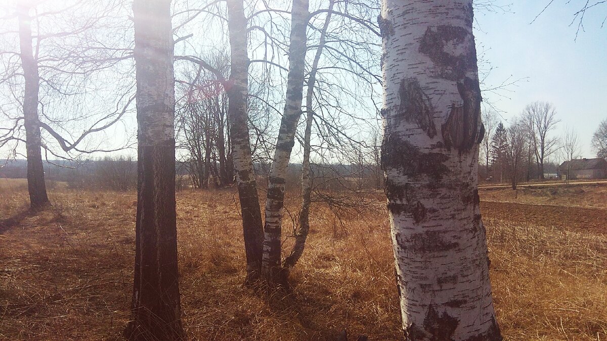 Моя берёзовая "плантация" 