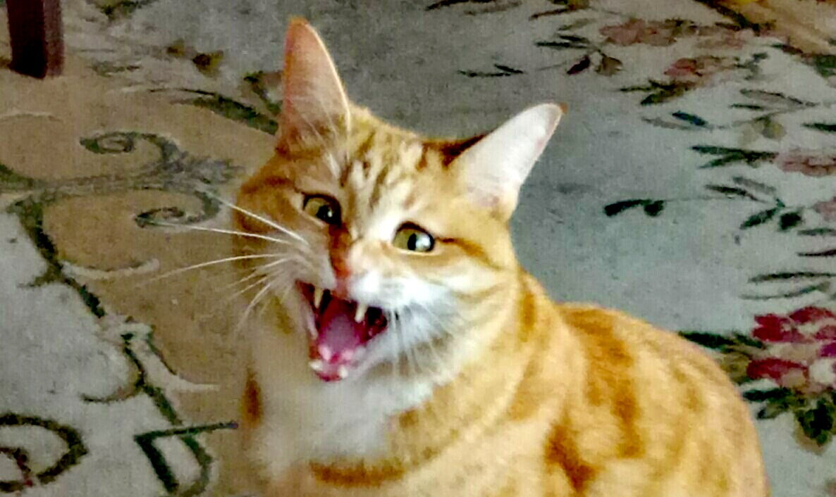 У кота - 30 зубов. У слизняка - 30000!