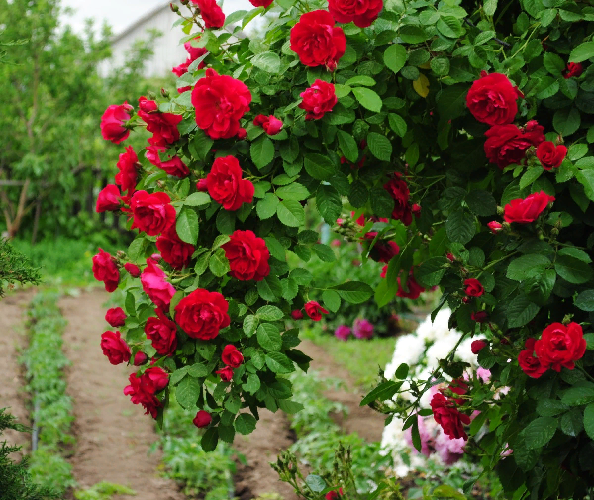 Плетистые розы фото с названиями сортов и описание