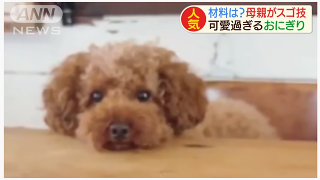 Взгляд круглых глаз этого той-пуделя устремлён туда…