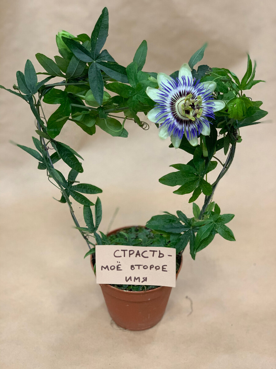 Неприхотлива, прекрасна, дружелюбна