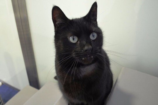 facebook.com/Battersea