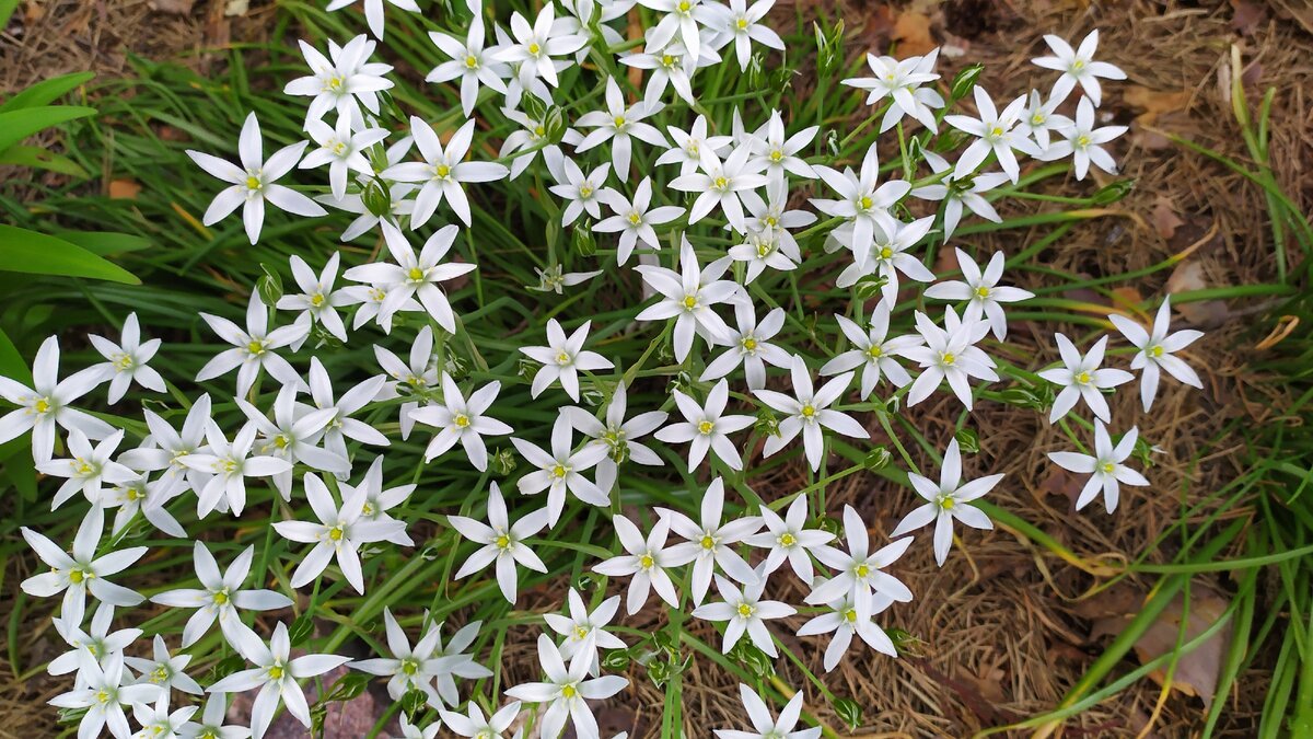 Птицемлечник в моем саду 20 июня 