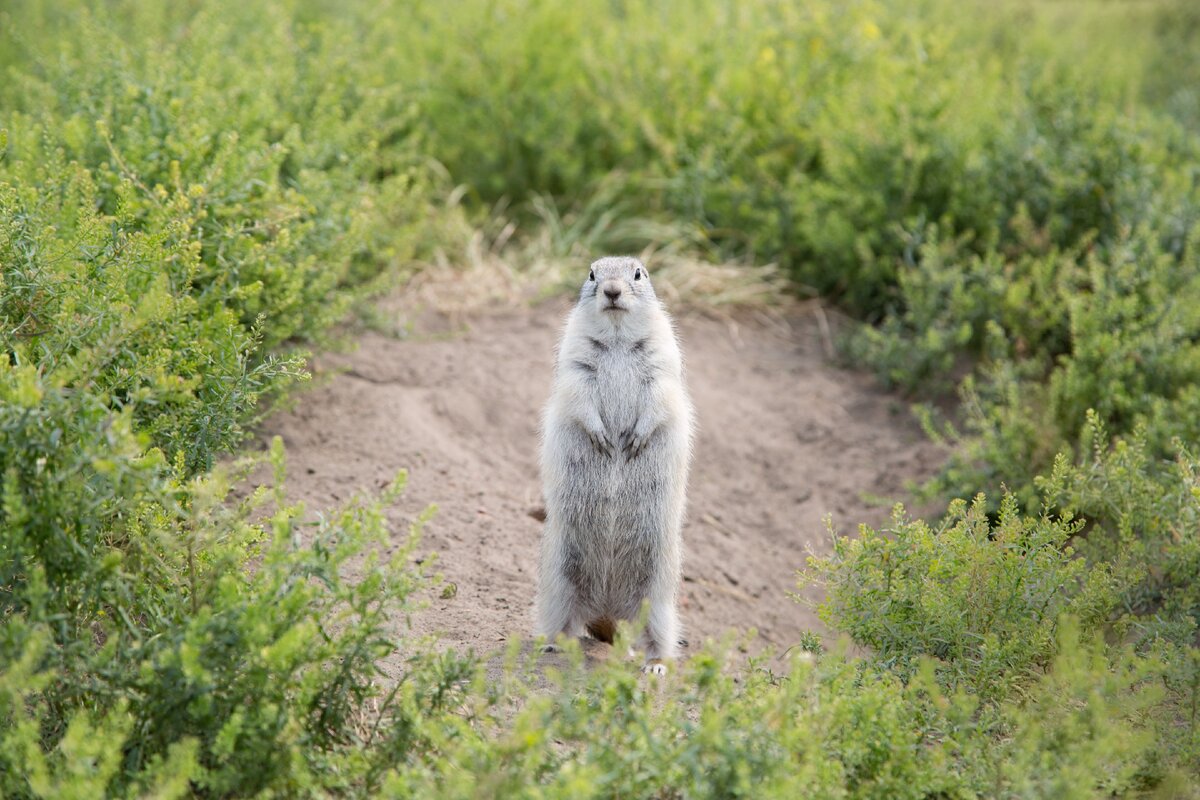 Суслик у своей норы