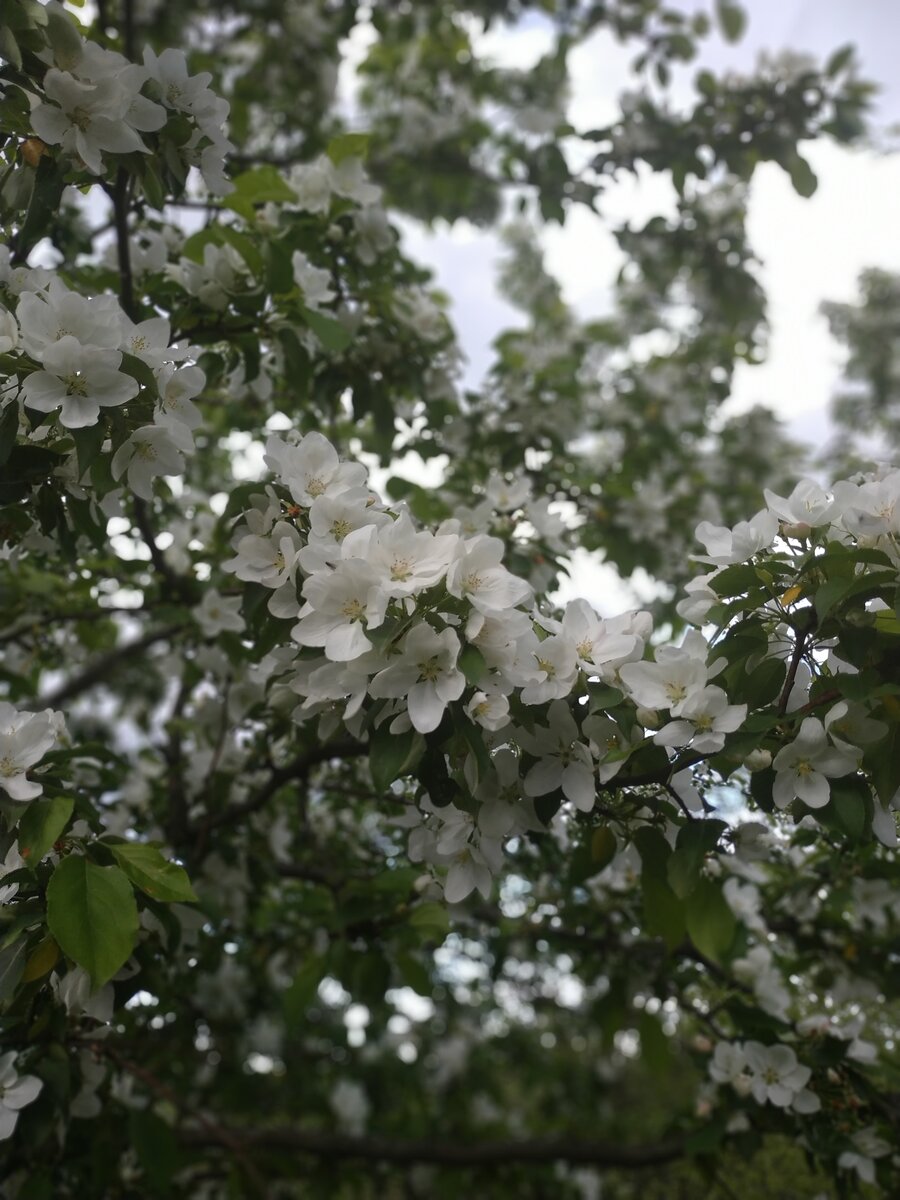 Яблоневые сады весной. Фото: vk.com/applesadvrn.