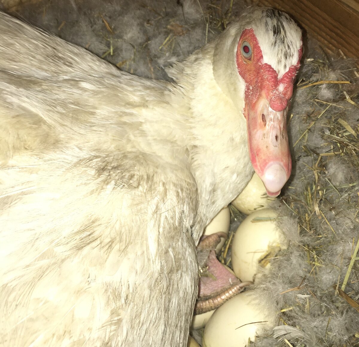 Индоутки не любят, когда их тревожат и заглядывают в гнезда. Ругала и шипела, пока я фотографировала.