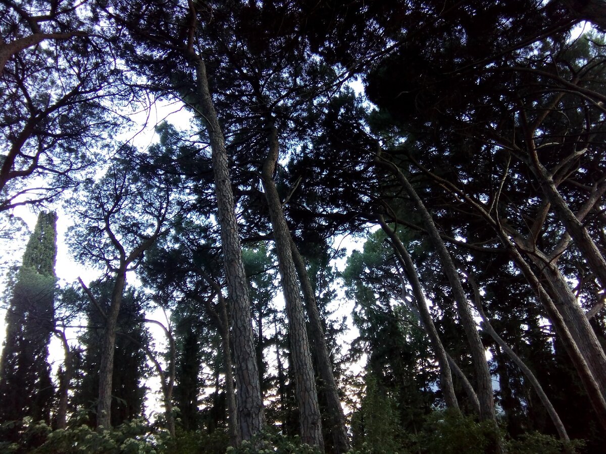 Итальянские пинии