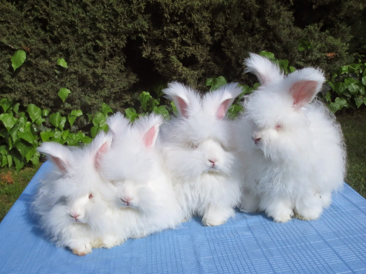 Английский кролики 2 2. Ангорский карликовый кролик. Ангорский пуховой кролик. Ангорская порода кроликов. Ангорские кролики короткошерстные.