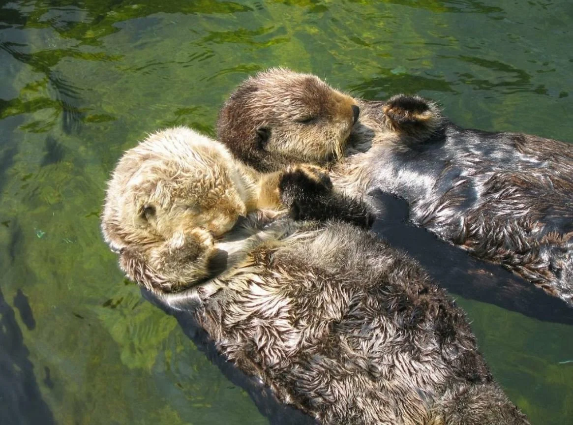 морская выдра калан. выдра спит. выдра спит. морская выдра калан. каланы спят.